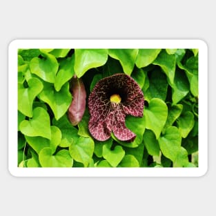 Dutchman's Pipe Vine Sticker